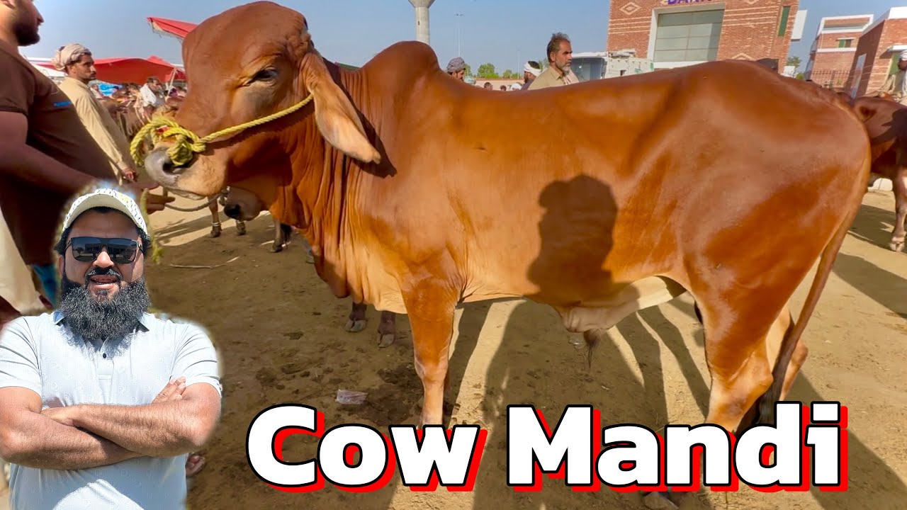 Cow Mandi shapur kanjra | sahiwal cholistani bachre | desi bachre | Lahore cow Mandi shapur kanjra 