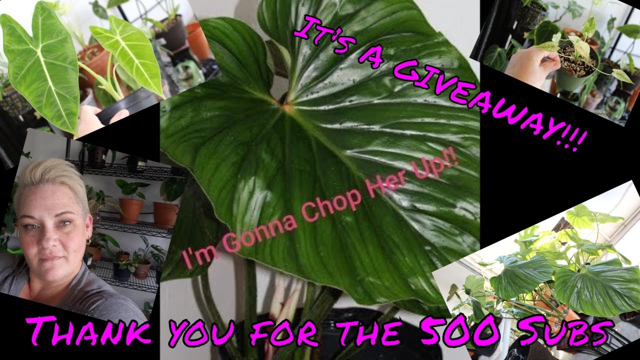 HUGE Philodendron Plowmanii Propagation and 500 Subscriber GIVEAWAY!!!