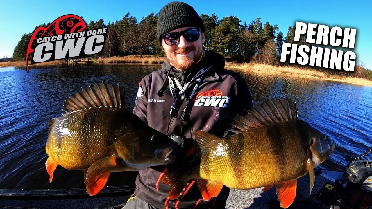 Big Perch Fishing in Sweden with Adam Orre - Catch With Care TV