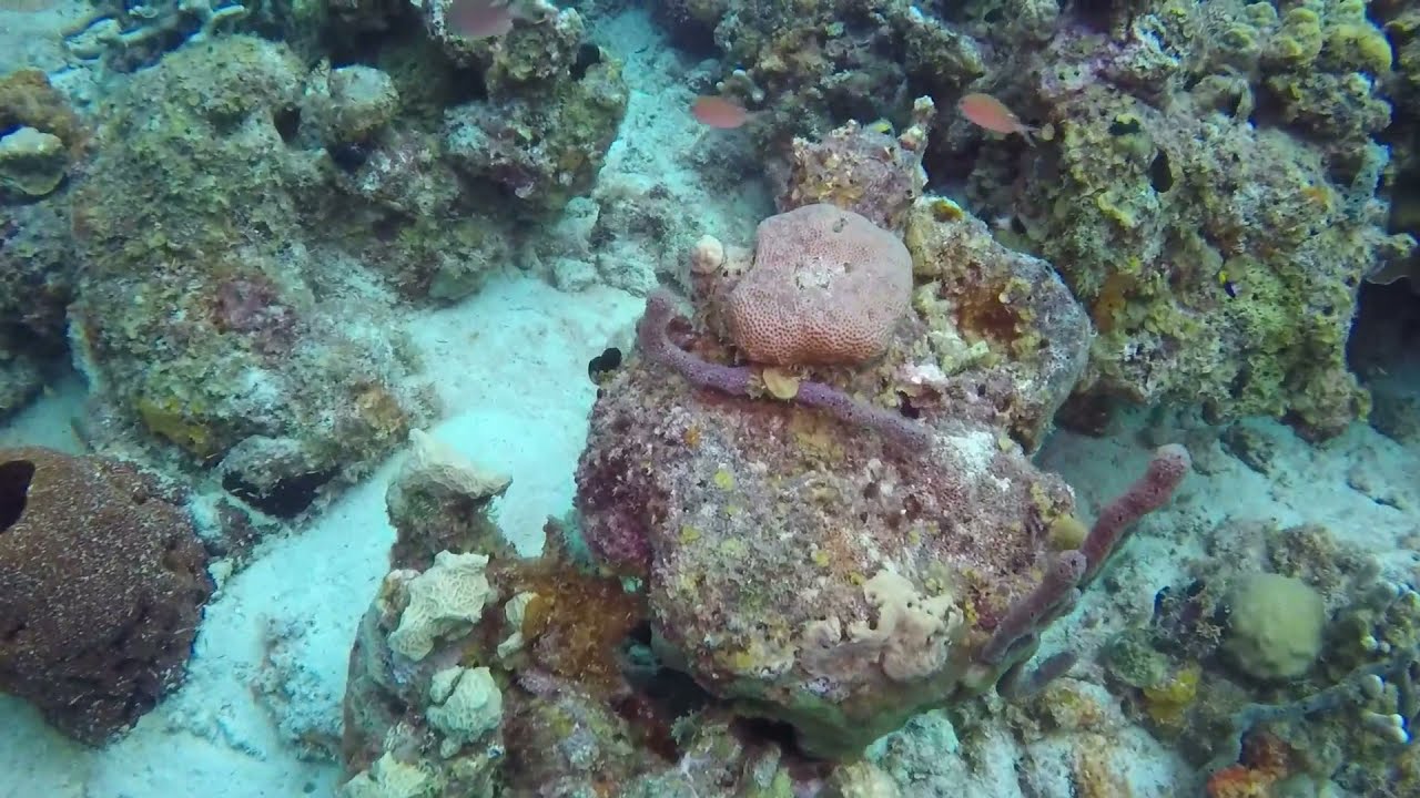 Diving Curacao Nov2021, Compilation