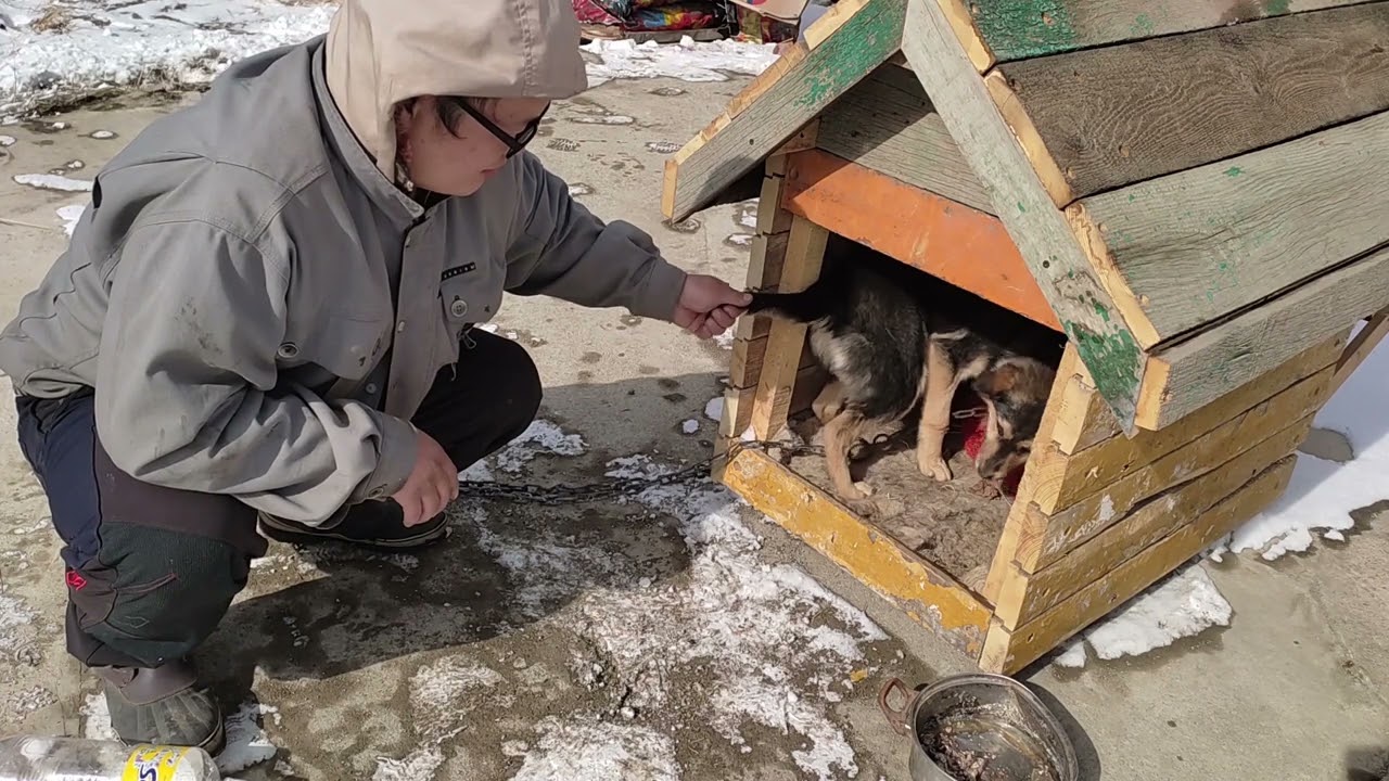 My Dog doesn't want to eat | Нохойн эмчилгээ | 2022