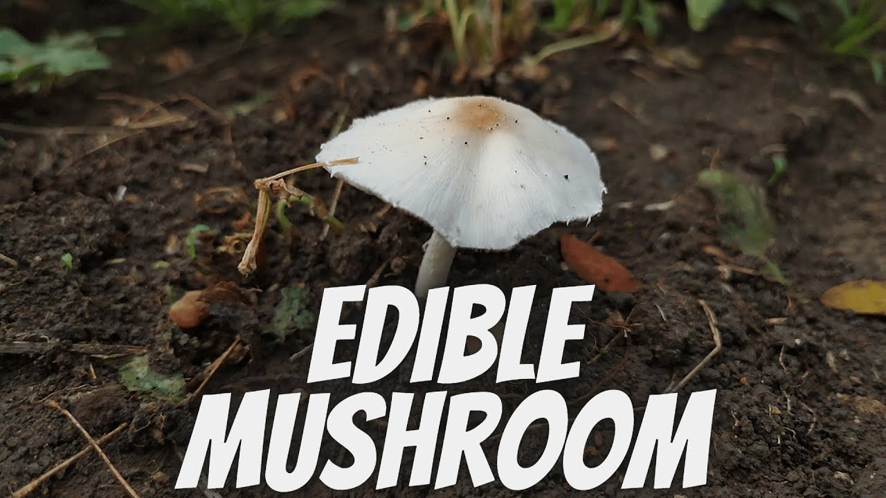 Yellow mushroom around your backyard | Leucocoprinus cepistipes