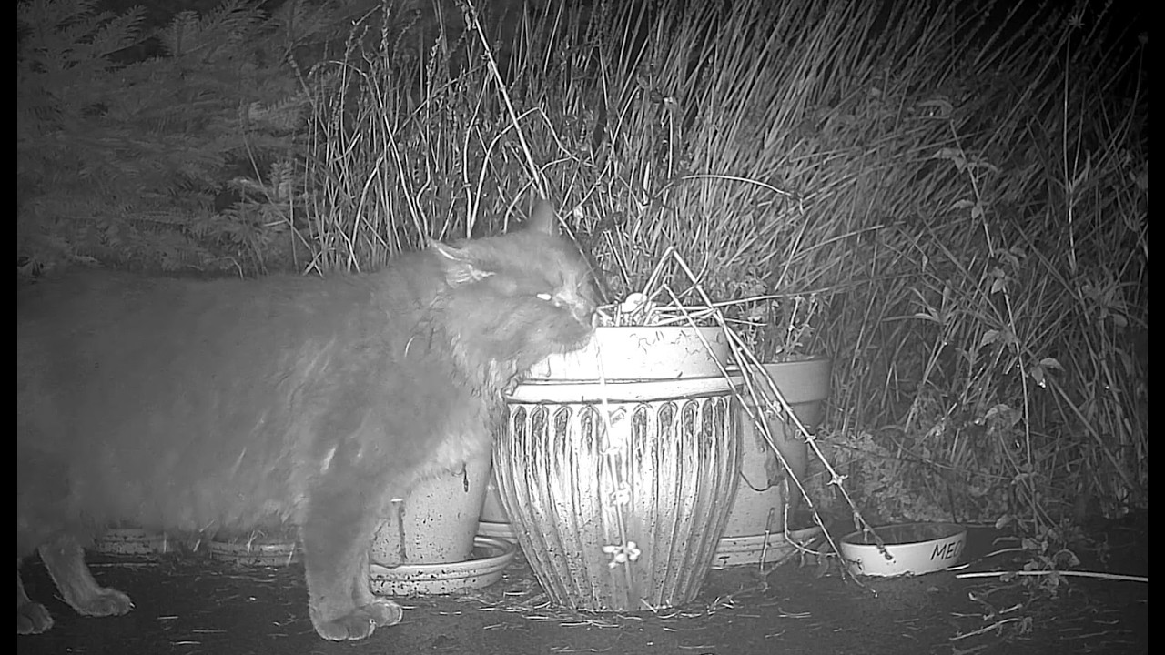 Catnip Highlight Reel #30