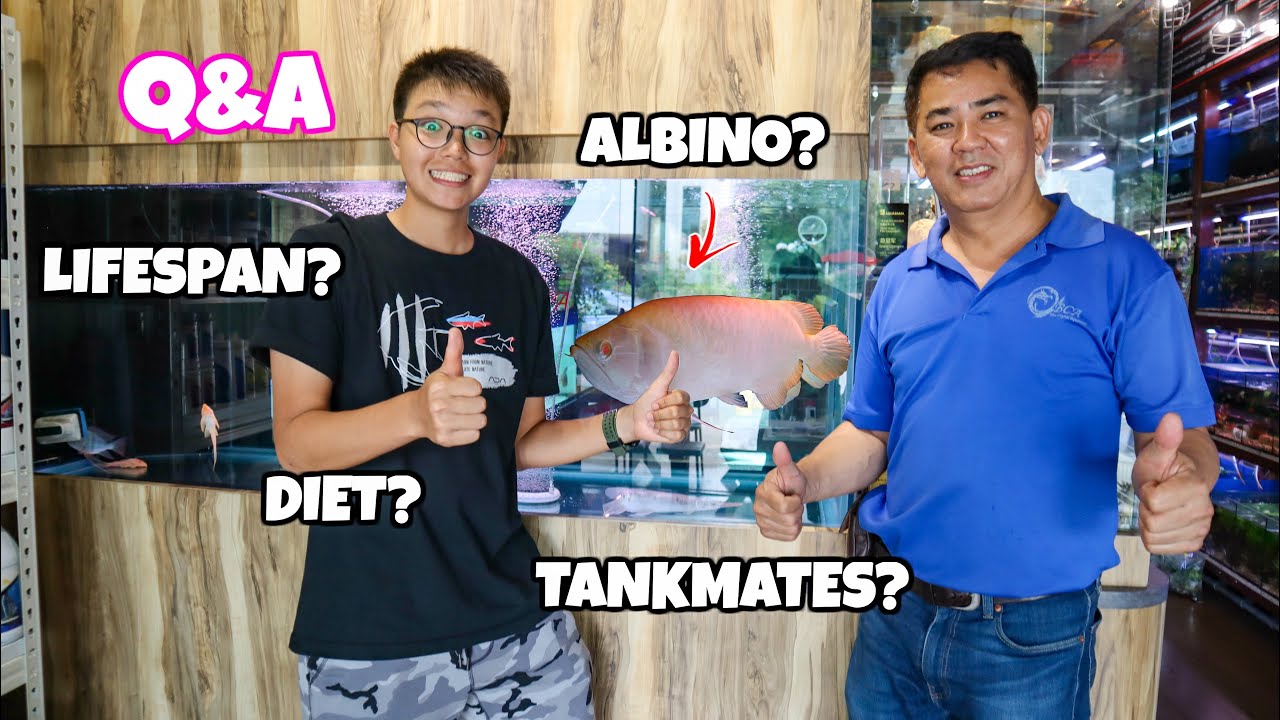 ASIAN AROWANA SPECIALIST Answers 10 Arowana Questions!!  AROWANA Q&A