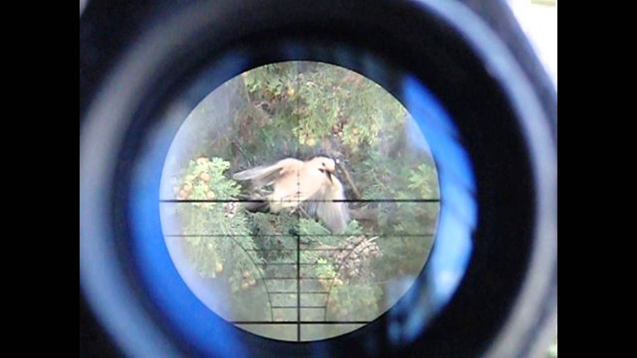 Crow Scope Cam Hunting With Snow Wolf M24 Sniper Rifle