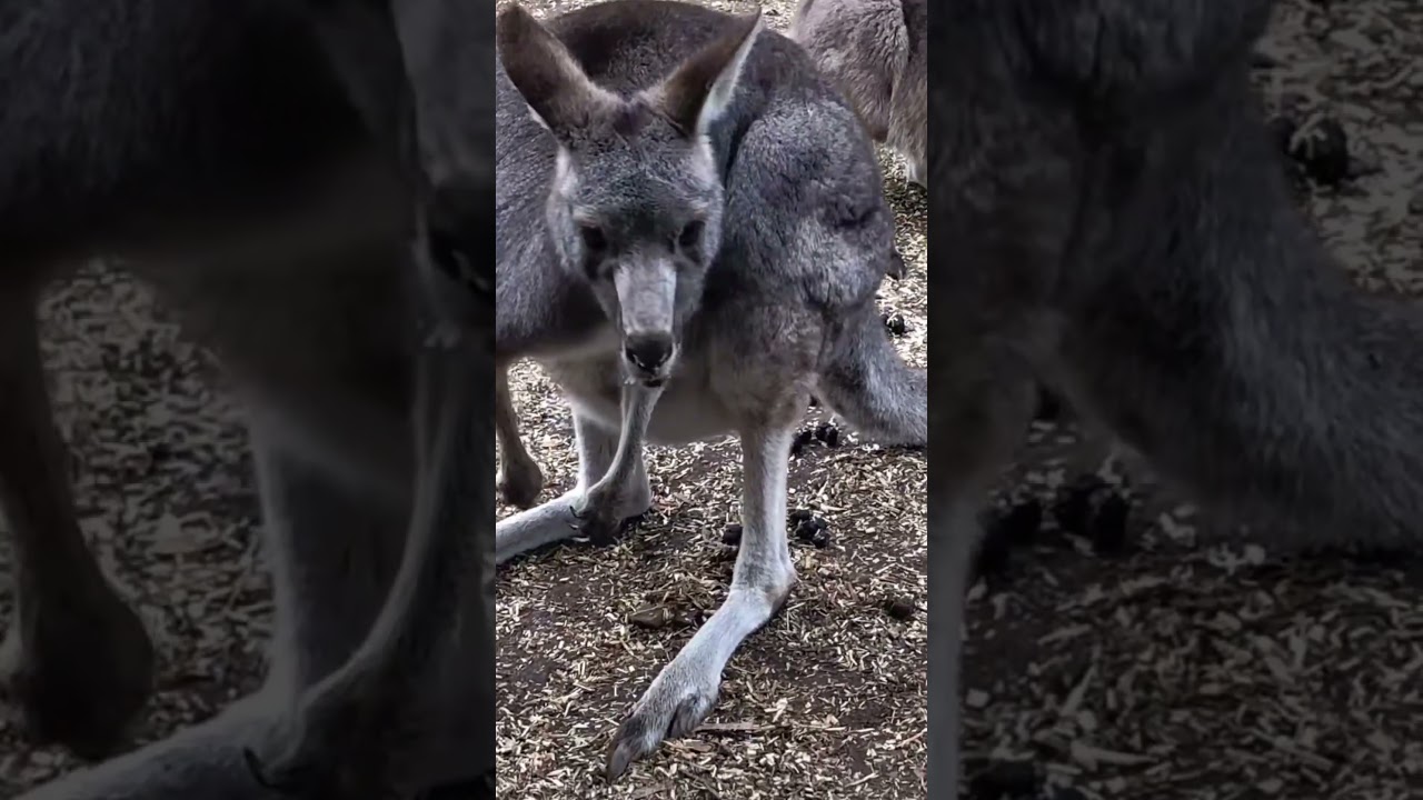 amazing animals video 