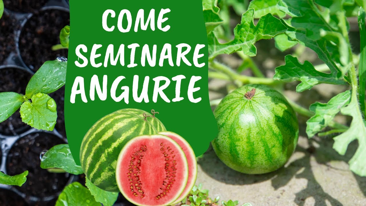 Come e quando SEMINARE le ANGURIE nell'ORTO
