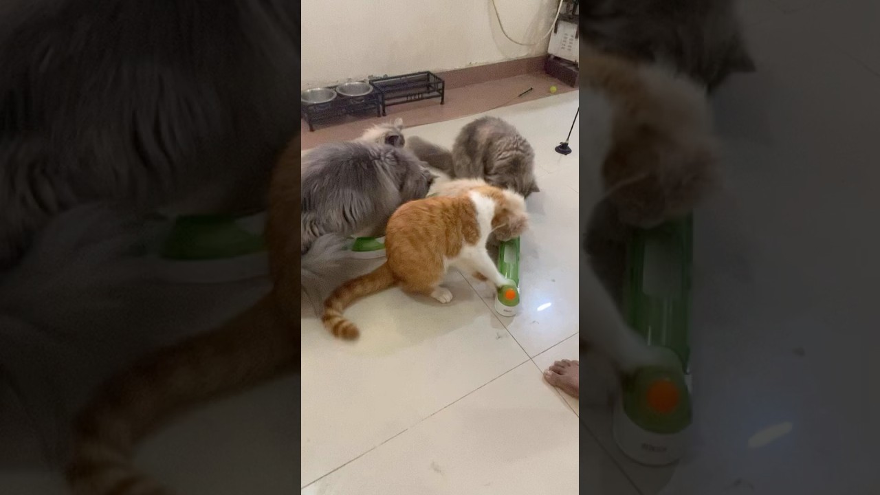 Never Hurt a Cat 😢🐱 | Be Kind To Animals | Emotional Viral Shorts