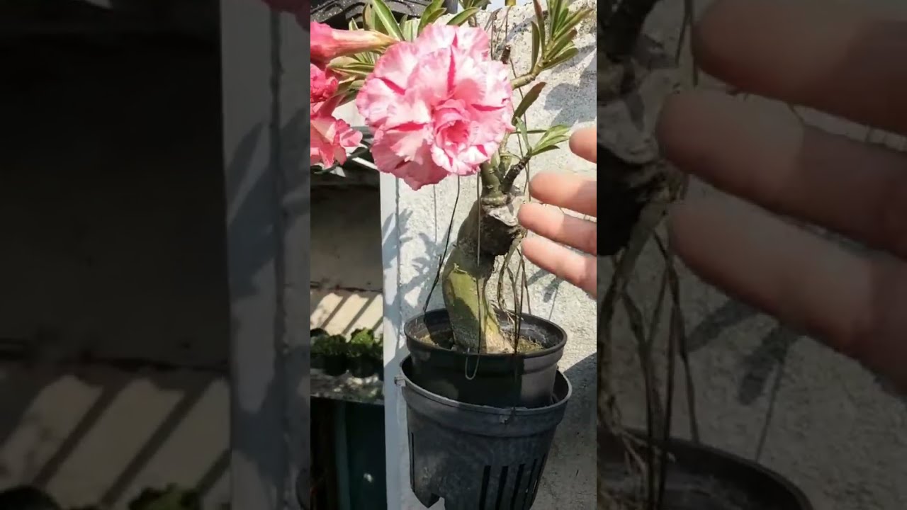 HoaHieu đang phát trực tiếp!