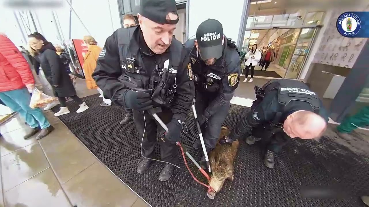 Divoké prase vběhlo na nákup do Tesca 🐗