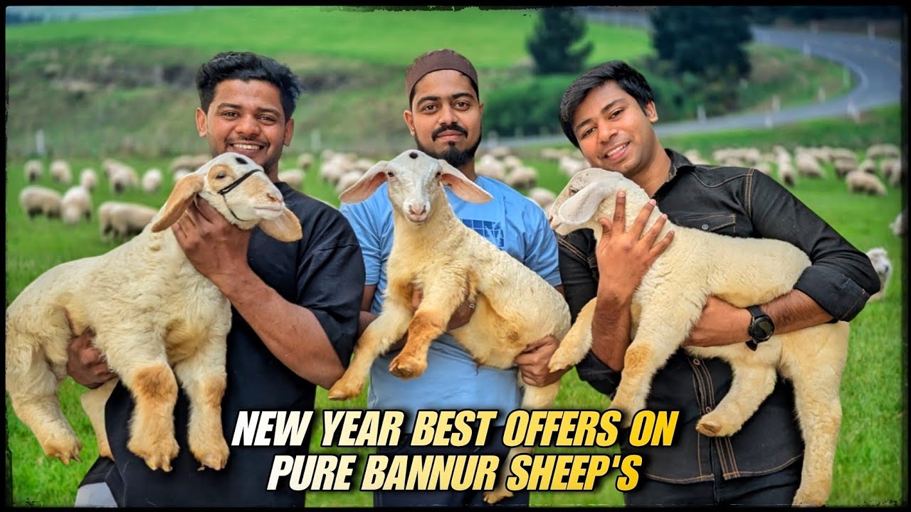 Pure bannur sheep's in Bangalore at wholesale prices and special new year offer for our subscribers