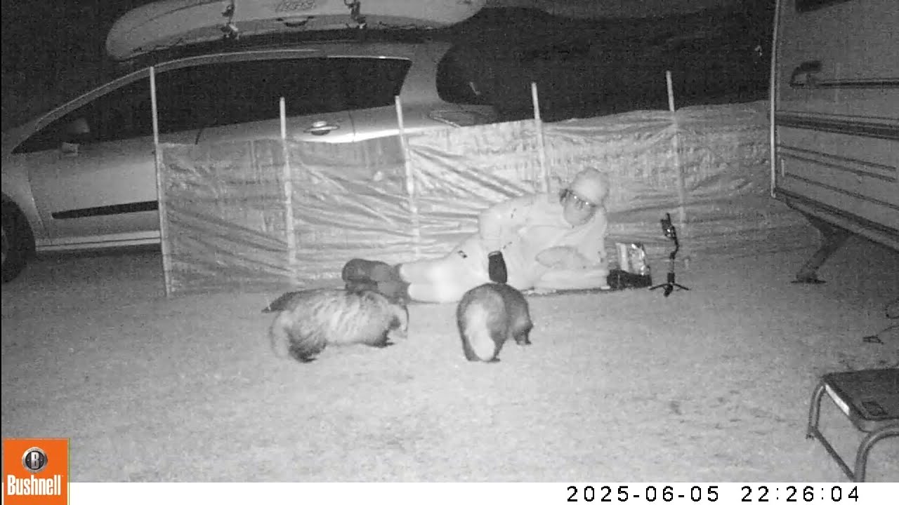 Night camera footage of me out with the Badgers 2 🦡🦡🦡