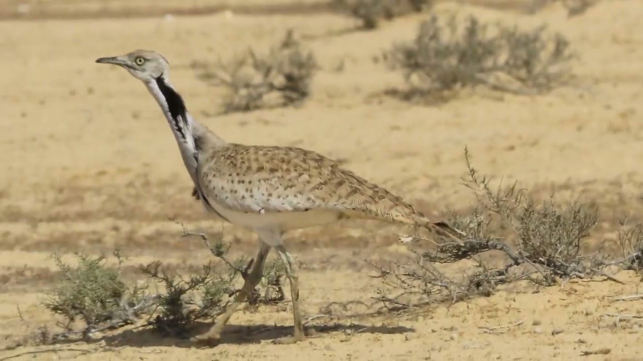 Macqueen's Bustard