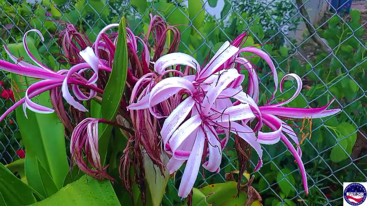 Nice walk to get my mail in Puerto Rico, Flowers