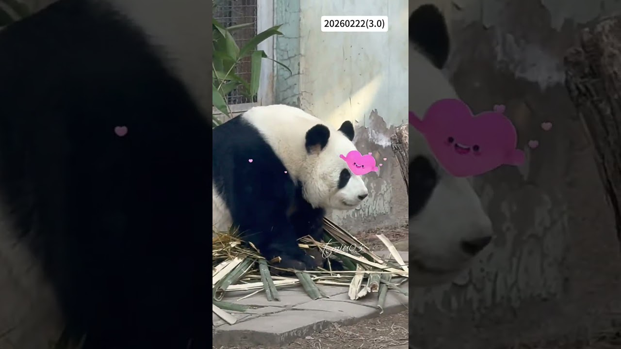 22.2.2026 MengLan/萌兰日记