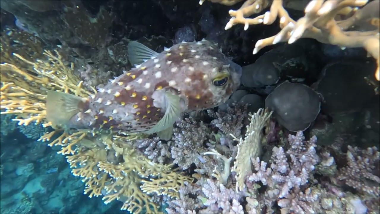 Shoni Bay 5 2024