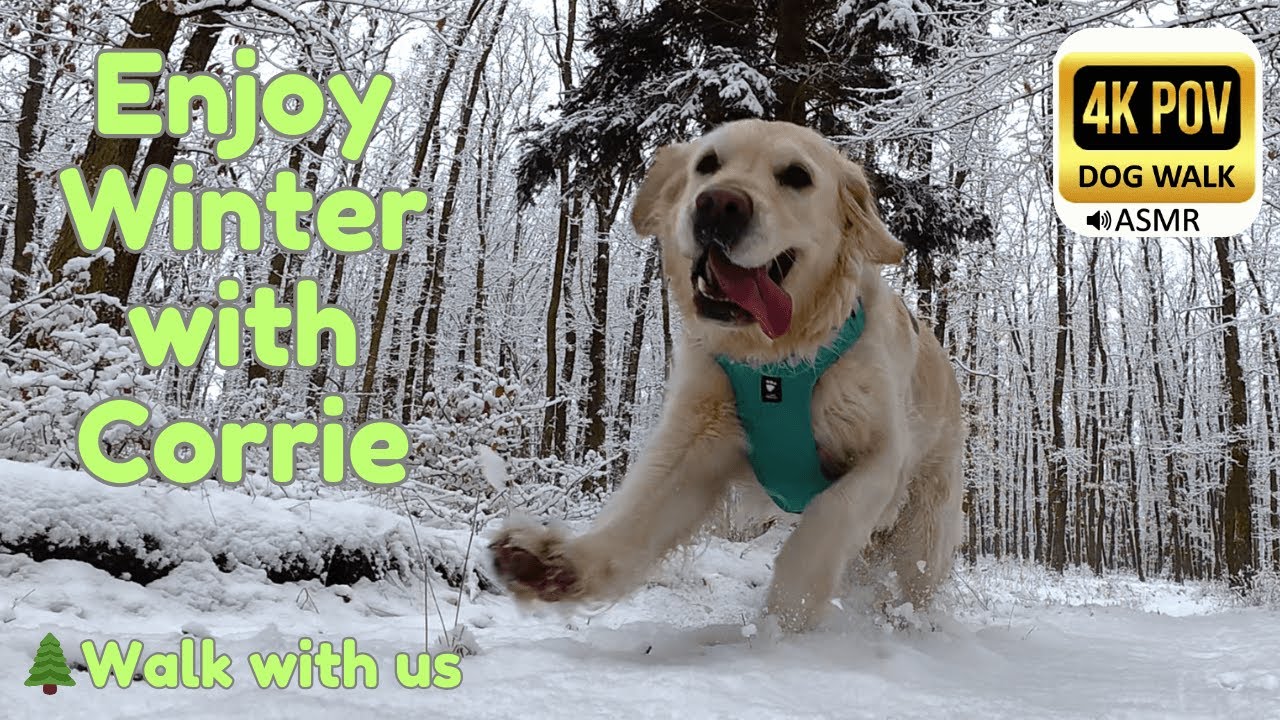 Day 9: 70 Minutes of Fresh Snow Relaxing Walk with Golden Retriever Corrie | 4K POV ASMR No Talking