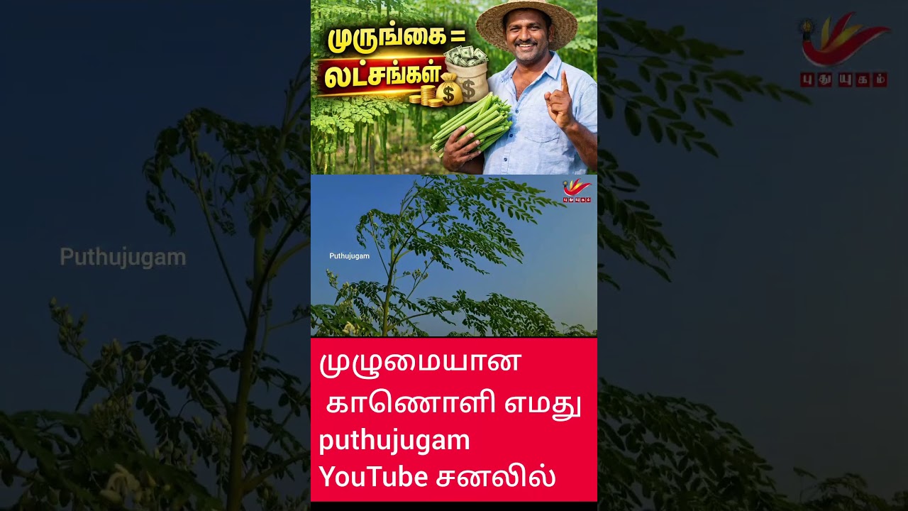 &ldquo;யாழ்ப்பாணத்தில்  லட்சங்கள் சம்பாதிக்கும் விவசாயி | ஒரு ஏக்கரில் இவ்வளவு வருமானமா?&rdquo;