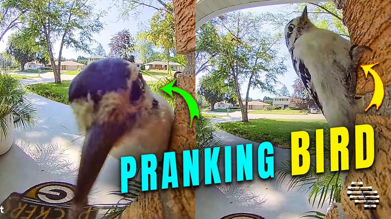 Bird Rings the Doorbell and Hides