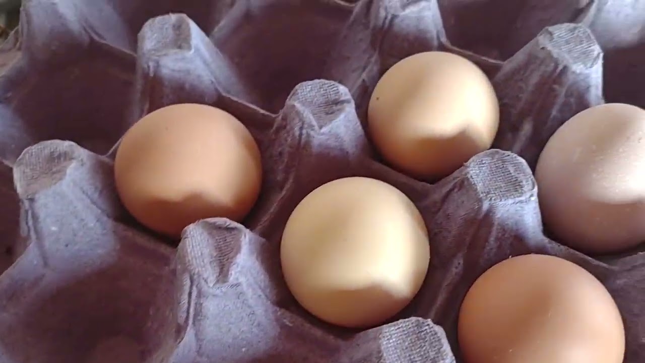 Minhas galinhas poedeiras e meus galos já estão com 8 meses. Média de 04 ovos por dia.