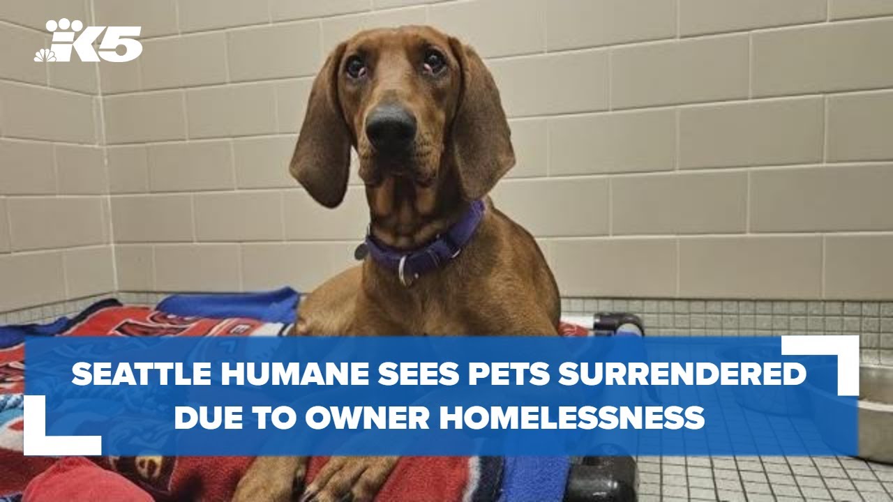 Seattle Humane sees steady amount of pets surrendered due to owners experiencing homelessness