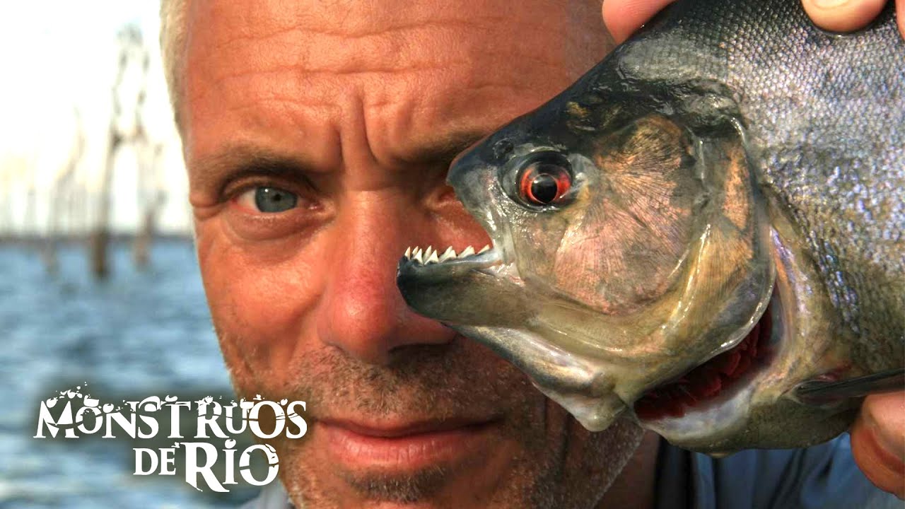 Las Pirañas: Cuando la Sangre Toca el Río... | Monstruos de Río