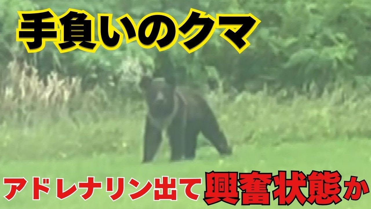 【最新】「アドレナリンが出て興奮状態。最後の生存本能を使って逆襲しようと試みる」“手負いのヒグマ”に専門家は警鐘鳴らす…ハンターが発砲&命中も山に_中学校近くでの出没に対策は？〈北海道初山別村〉