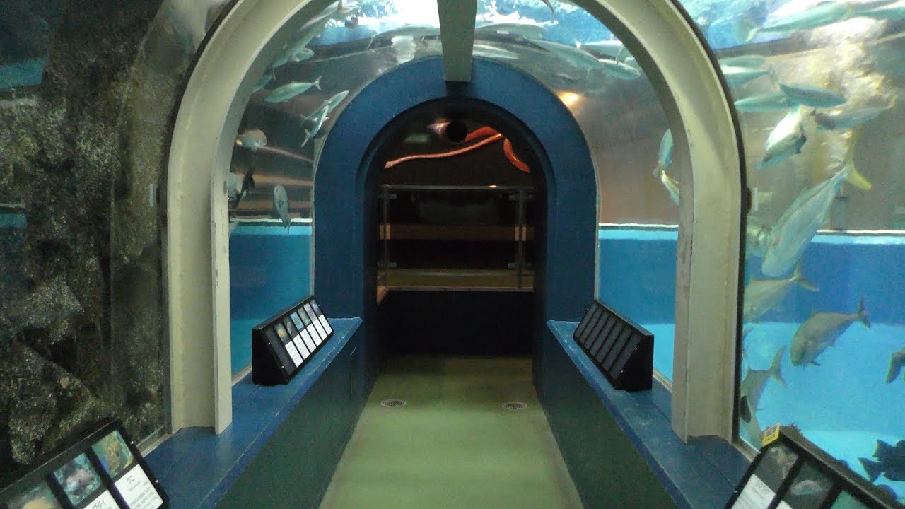 館内一周 (魚津水族館) 2019年8月15日