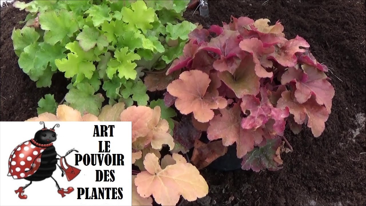 chaine tv de Jardinage: heuchère: Comment faire la Culture et Division: (heuchera) Plante vivace