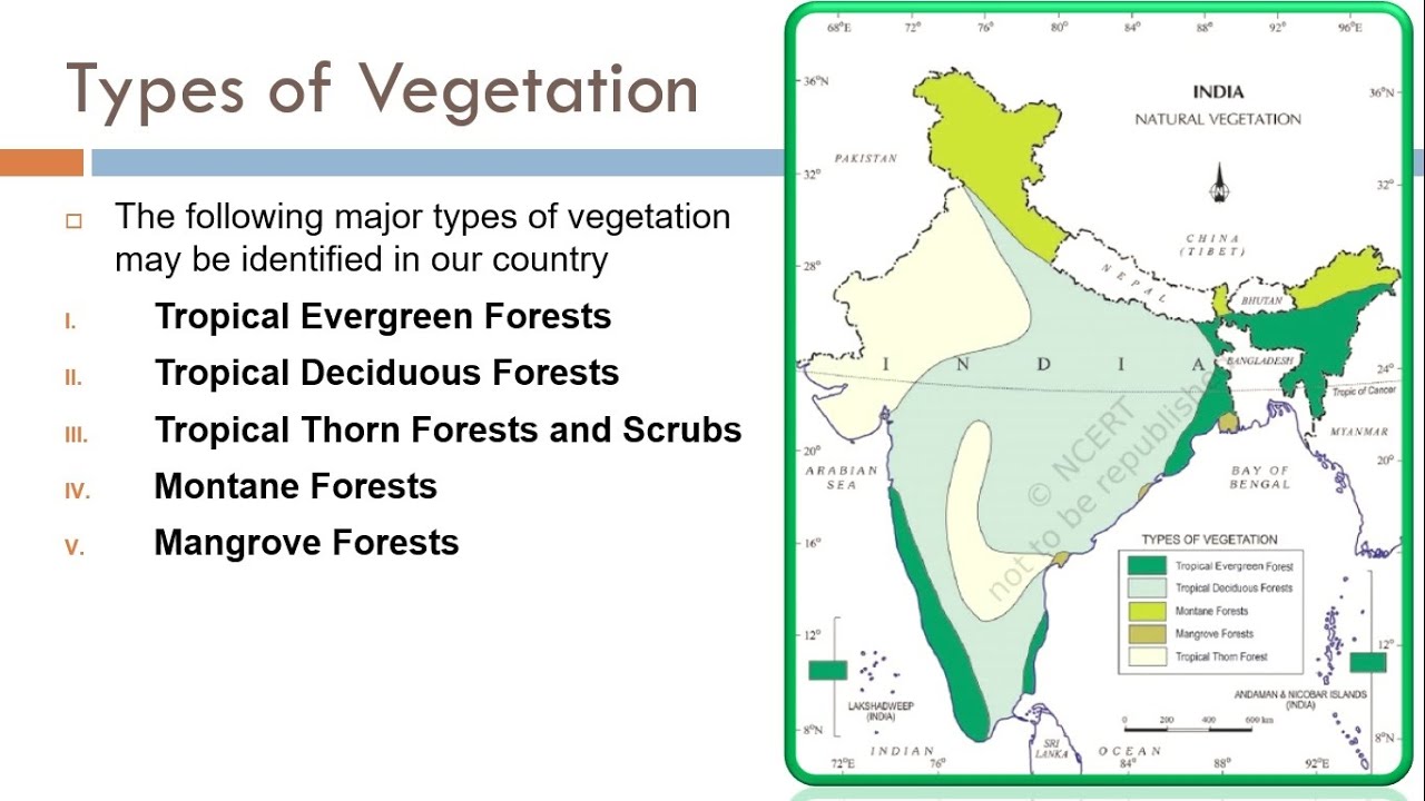 Types of Vegetation  ~ Tropical Thorn Forests and Scrubs, Montane Forests & Mangrove Forests