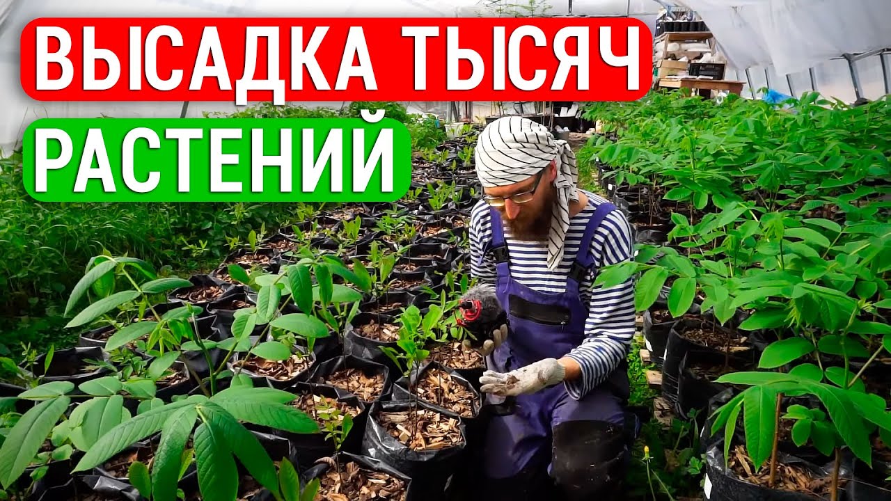 Малина 600 кустов, 200 лимонов и бананов. Высадили тысячи елей. Наши инжиры, северные орехи и сады!