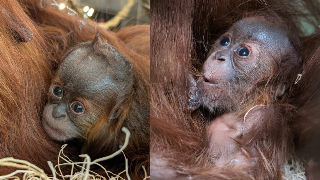Heartwarming Bond 🧡 Baby Orangutan Riang Clings to Mom Tao