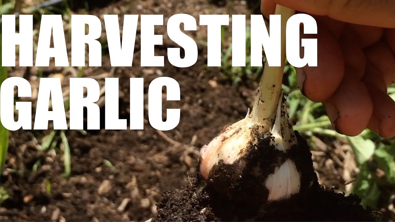 Harvesting Garlic: German White Hardneck (Porcelain)