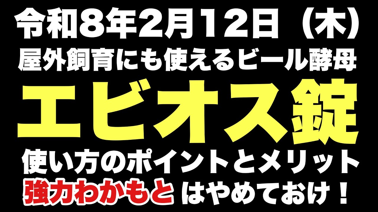 【めだか】改良メダカ飼育に使える〝エビオス錠〟使い方のポイントとメリット…めだか沼2026.2.14