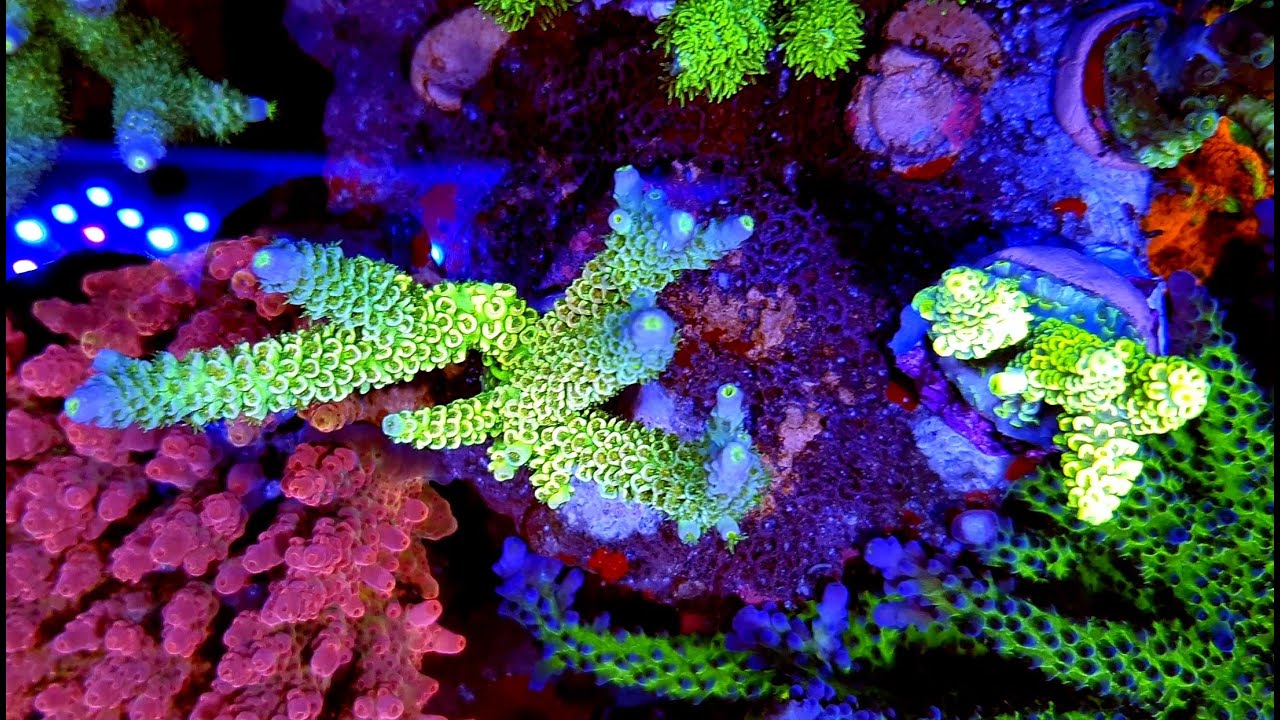 Acropora