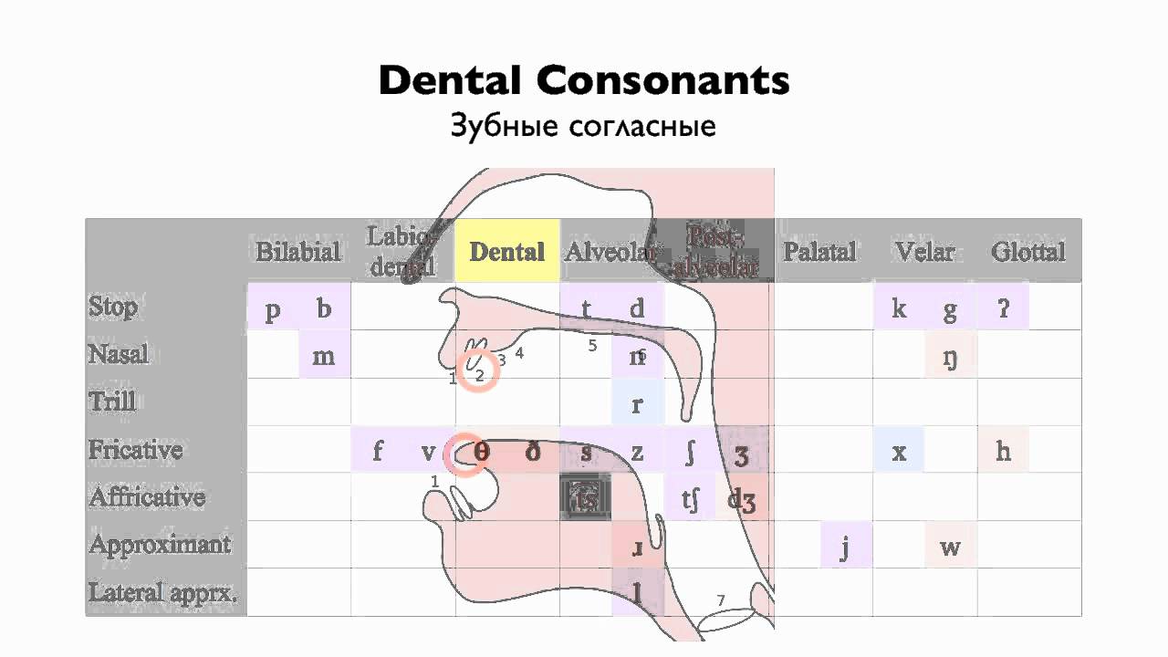 English Consonants - Place of Articulation