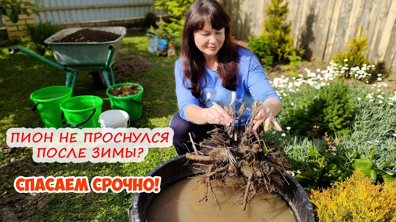 Как МУРАВЬИ ПИОН СЪЕЛИ ... или что делать, если ПИОН не ПРОСНУЛСЯ после зимы и не прорастает...