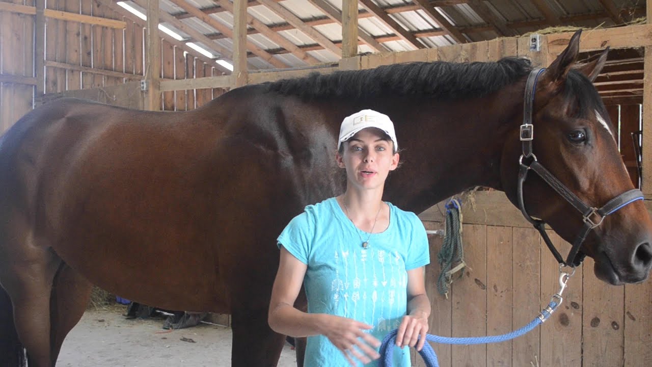 Hunter Braiding Tutorial | EquestrianBliss