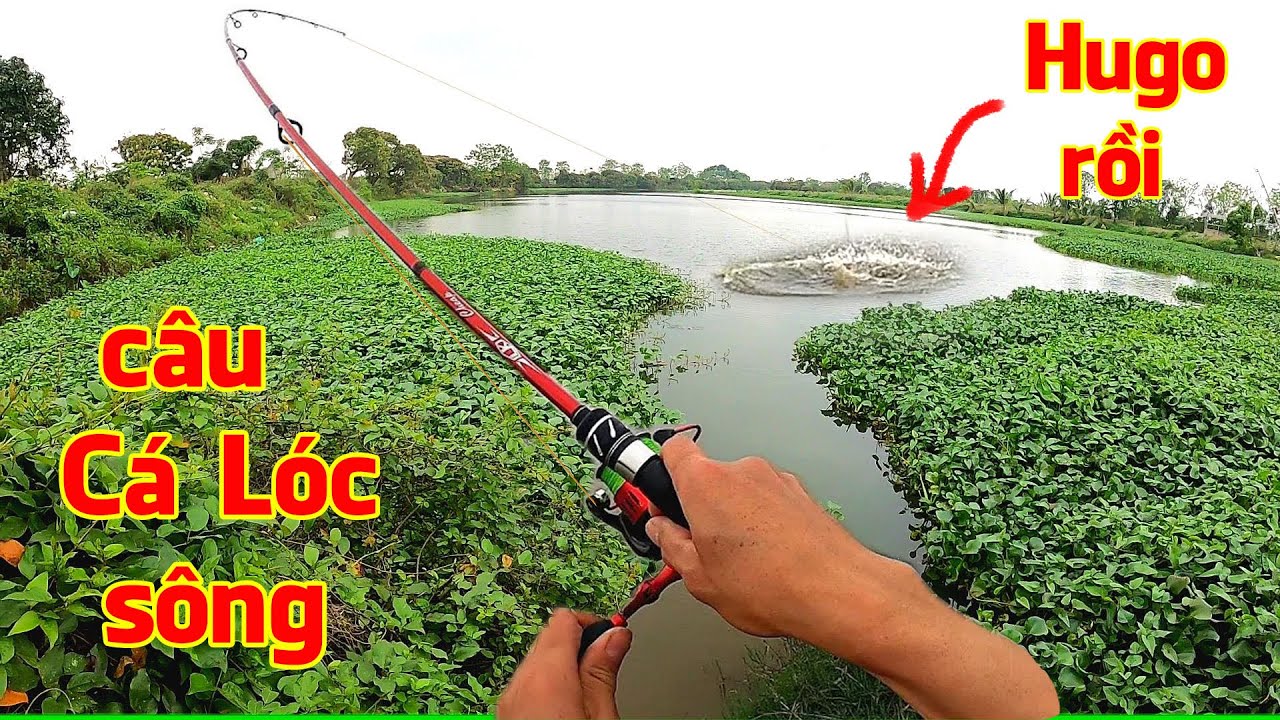 Ra sông câu cá Lóc, phát hiện điểm câu toàn Hàng Khủng