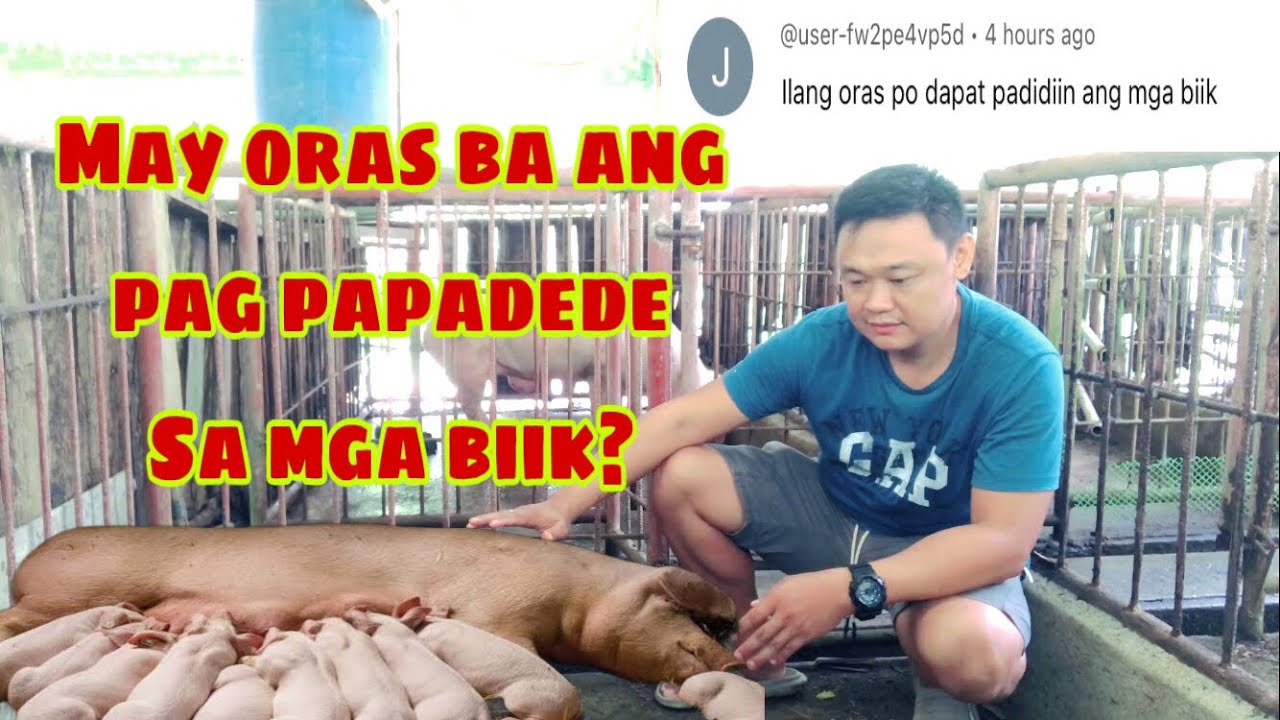 Ilang oras dapat ipadede yung mga biik sa kanilang inahing baboy | Ryan Patenio