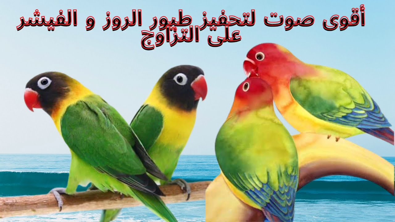 أقوى صوت لتحفيز طيور الفيشر والروز على التزاوج