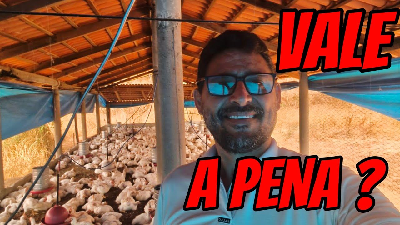 PAREI COM A CRIAÇAO DE FRANGO DE CORTE? AINDA VALE A PENA ?!