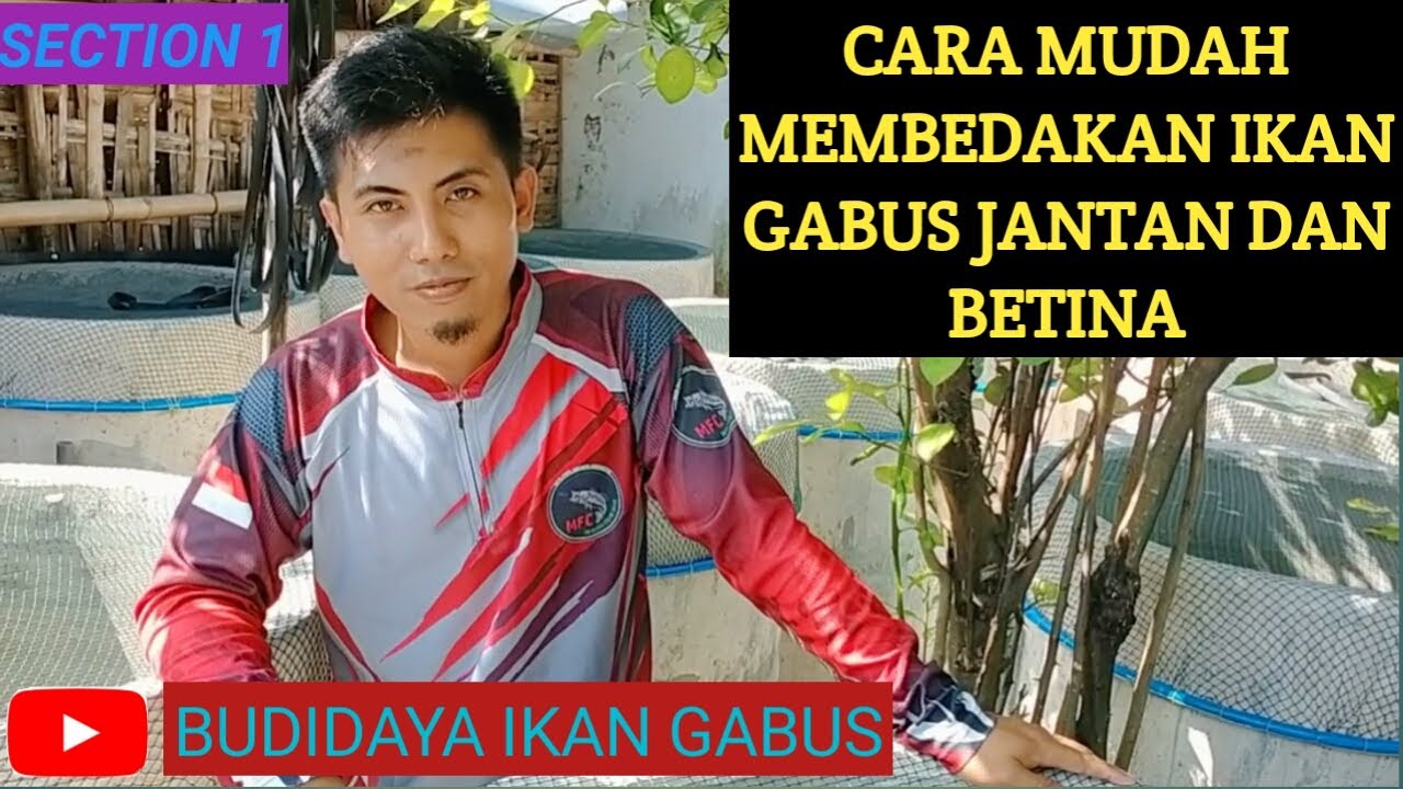 Cara Mudah Membedakan Ikan Gabus Jantan dan Betina