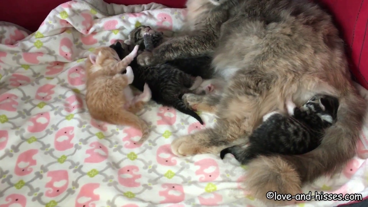 One-Week-Old Kittens Flail Around Beside Their Mother