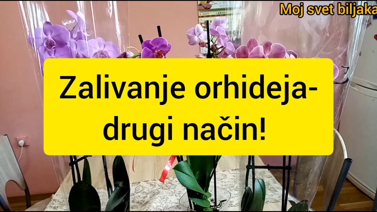 Zalivanje orhideja - drugi način, brži, jednostavniji, lakši