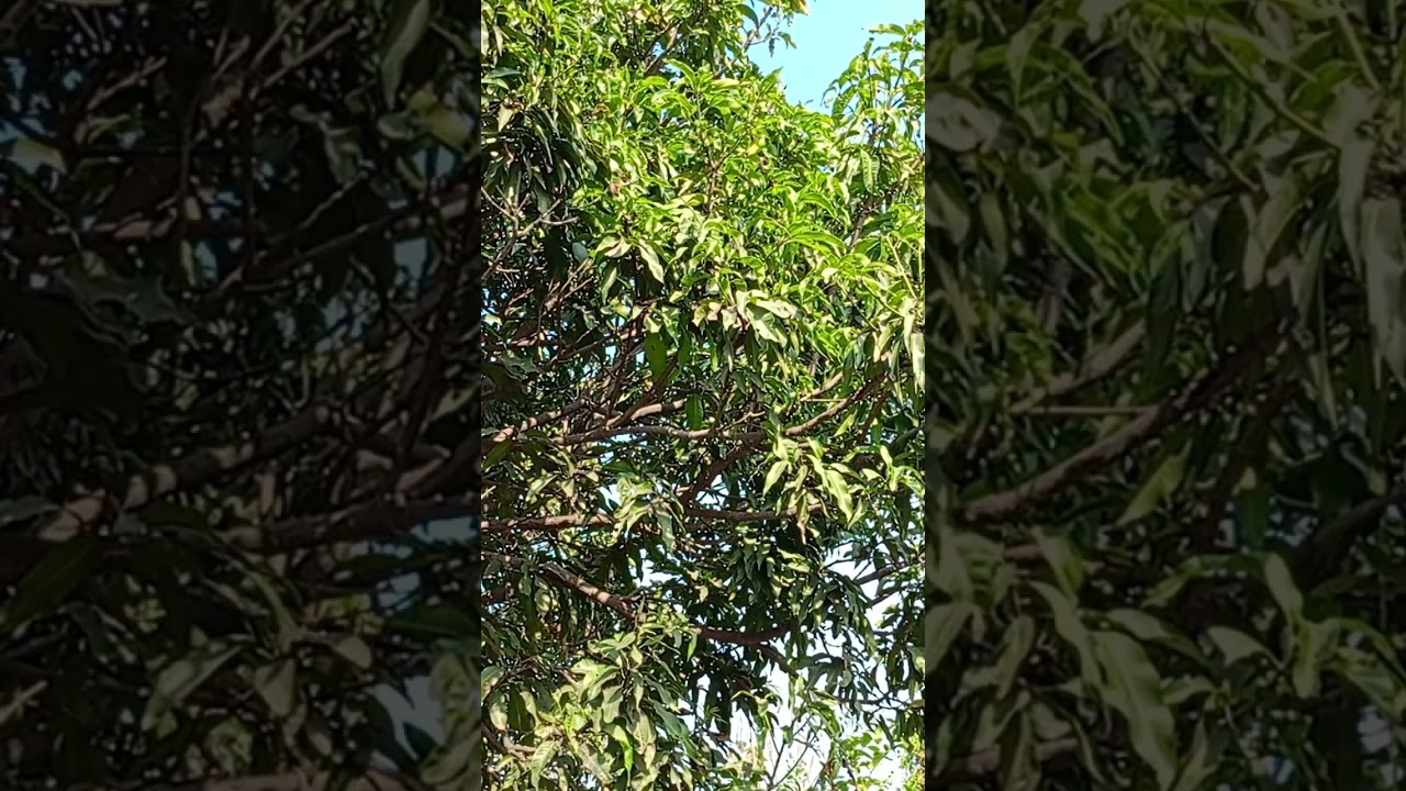 Just Nature | Wind, Trees & Birds #nature #birdsong #birds #birdsounds  #naturalsounds #natureaudio