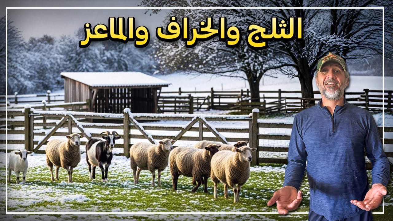 الخراف والماعز تحتفل بالثلوج