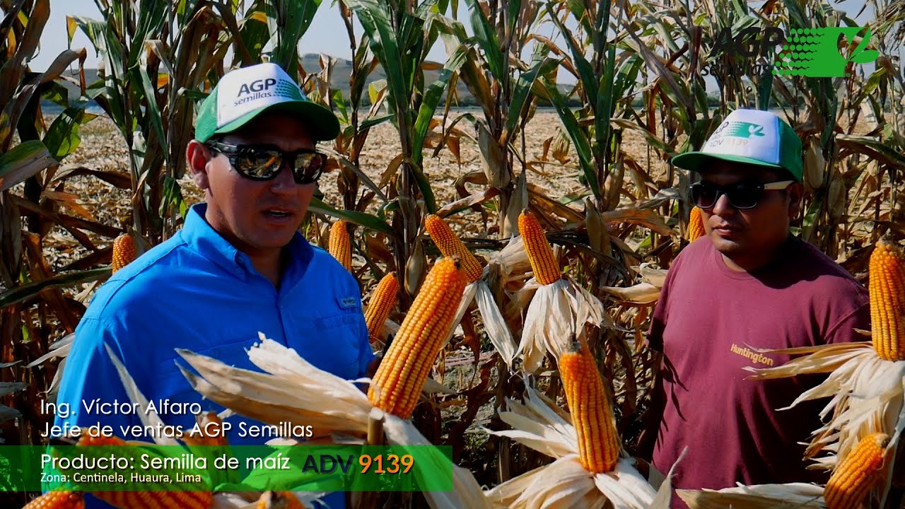 Testimonio | Producto semilla de maíz ADV 9139