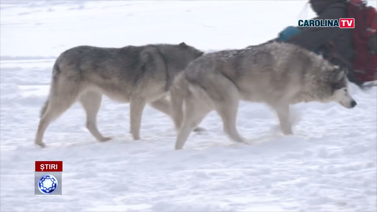 Start sezon la Șureanu