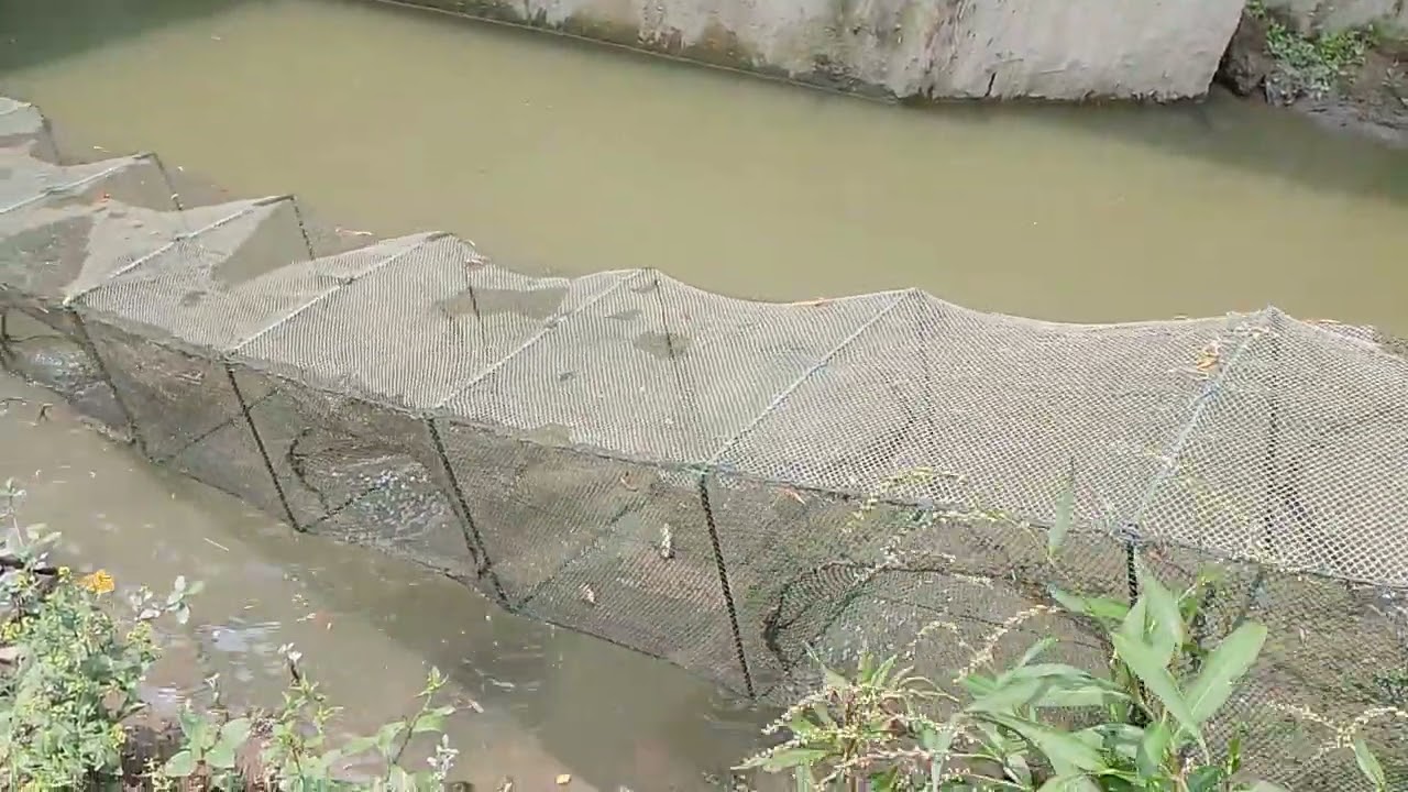 চায়না জাল থেকে কিভাবে মাছ ধরা হযেছে